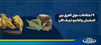 الفرق بين الحشيش والبانجو